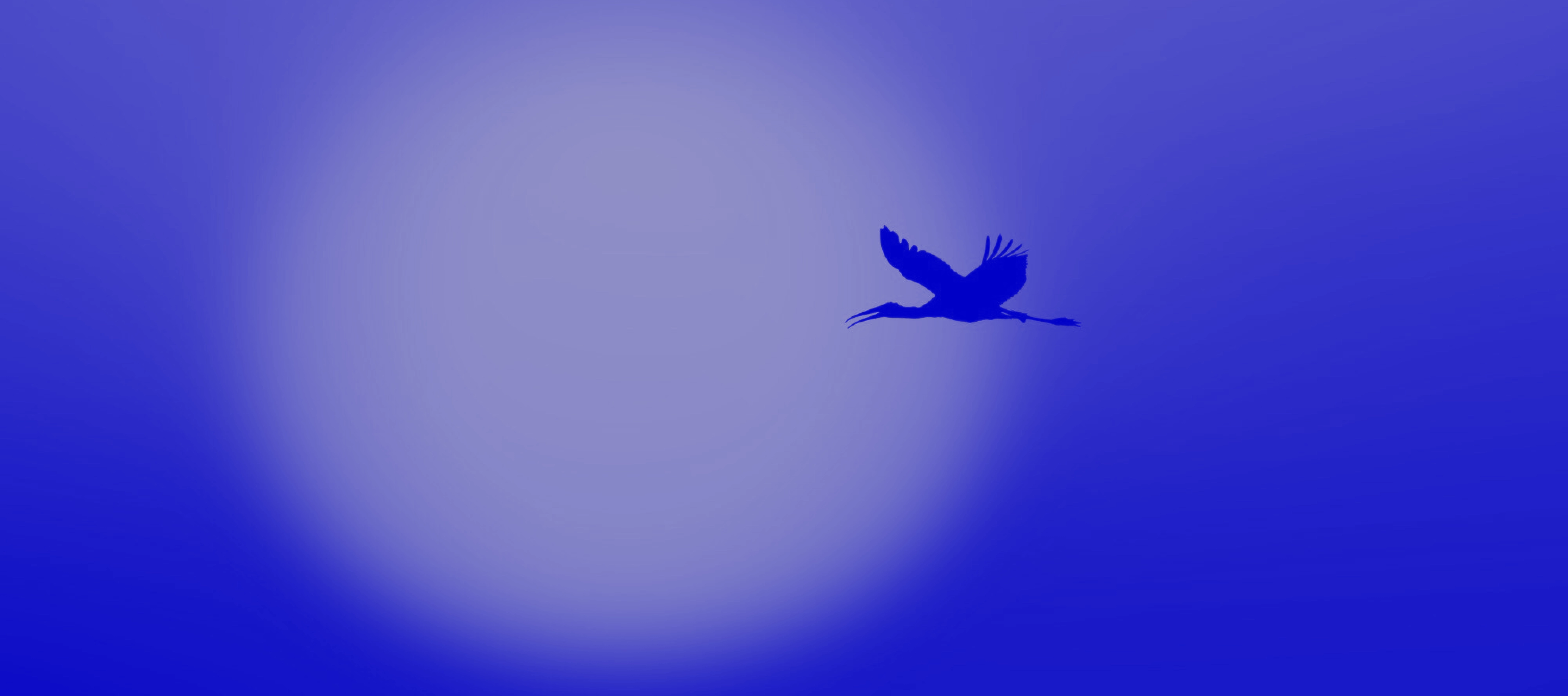 Development  Services We Offer